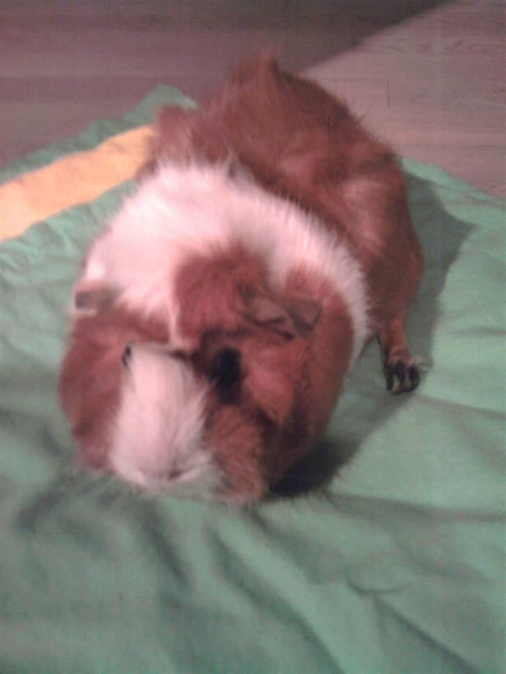 Marsvin Pjuske - <3 billede 1