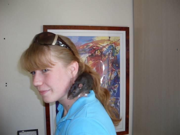 Tamrotte Max Rest In Peace billede 9