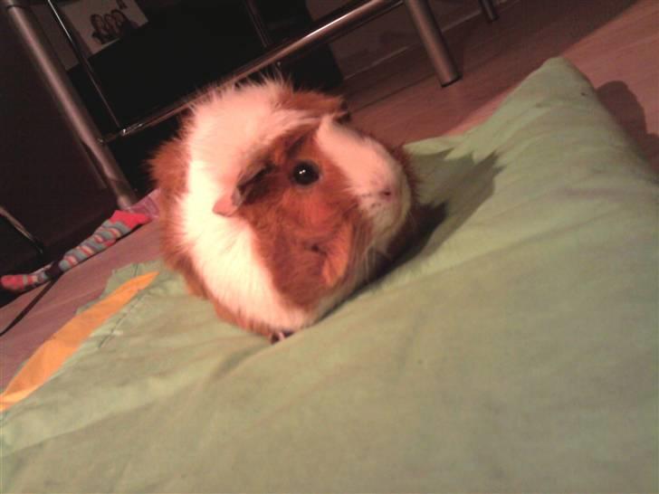 Marsvin Pjuske - <3 billede 2