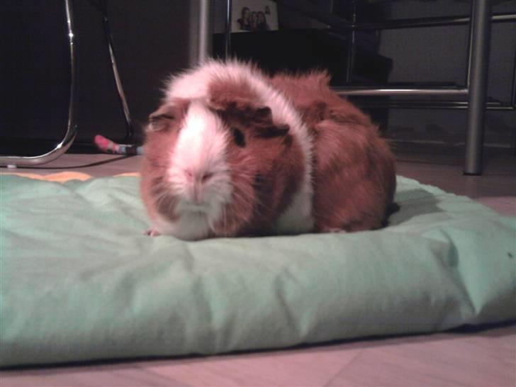 Marsvin Pjuske - <3 billede 3