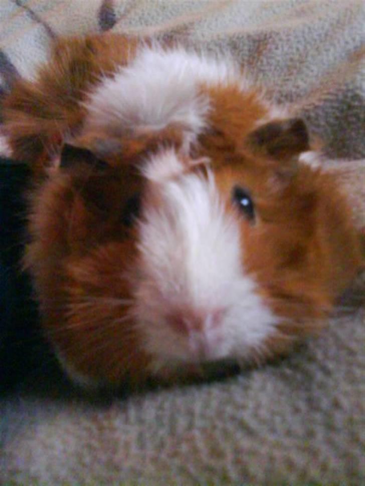 Marsvin Pjuske - <3 billede 4