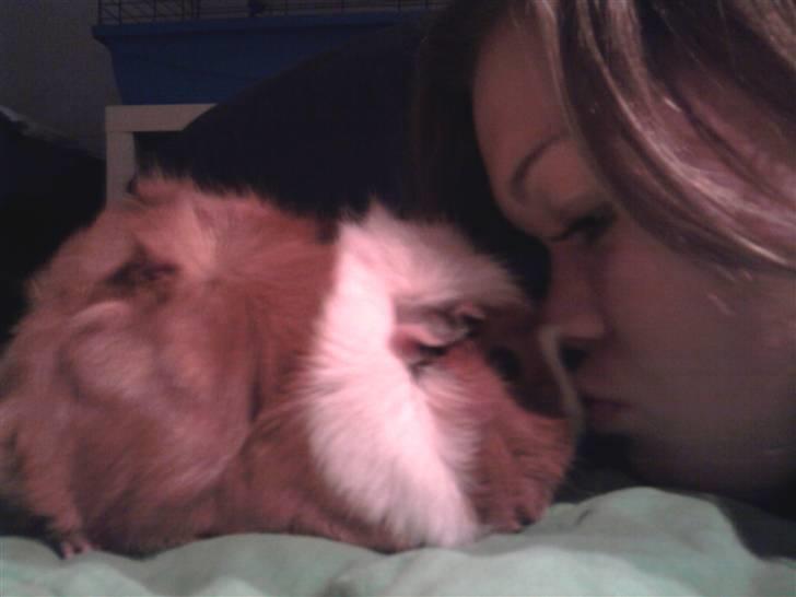 Marsvin Pjuske - <3 billede 5