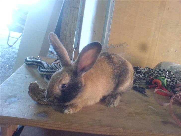 Kanin Rubin´s †Pakuna Al Capone billede 5