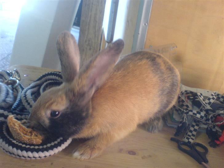 Kanin Rubin´s †Pakuna Al Capone billede 7