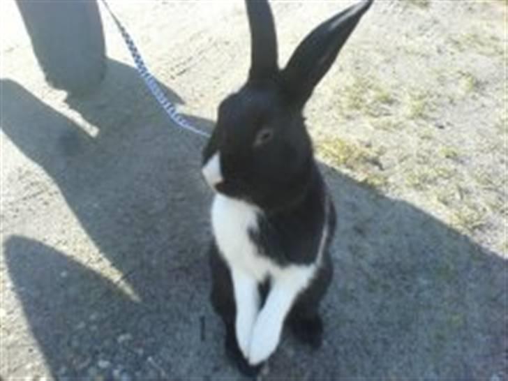 Kanin Beders † Copyright †  billede 16