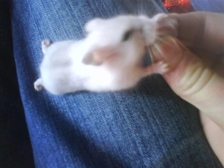 Dværghamster Paris *R.I.P.* - Får en solsikkekerne <3 billede 1