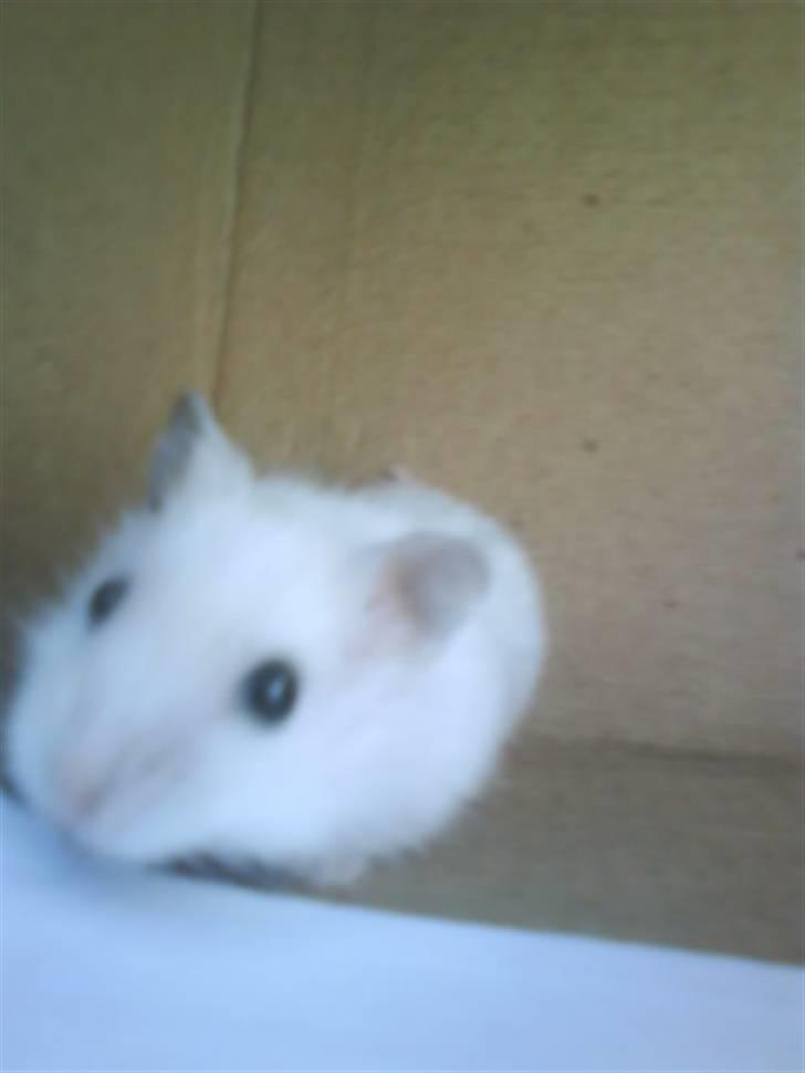 Dværghamster Paris *R.I.P.* - Lige da jeg fik hende <3 billede 2