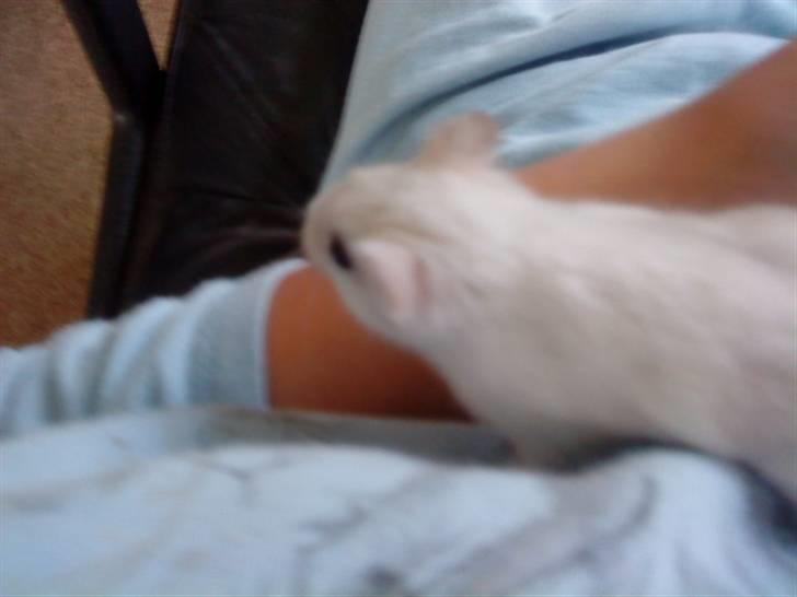 Dværghamster Paris *R.I.P.* - Fuld af energi, dengang ;i billede 3