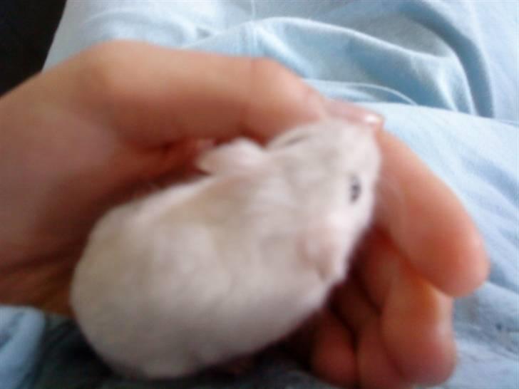 Dværghamster Paris *R.I.P.* - Ikke særlig stor, vel? billede 4