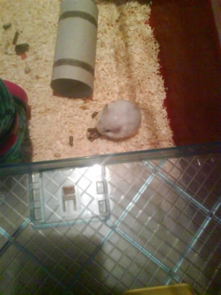 Dværghamster Paris *R.I.P.* - Lige da vi havde fået hende hjem. Hun voksede hurtigt, den lille prinsesse <3 billede 5
