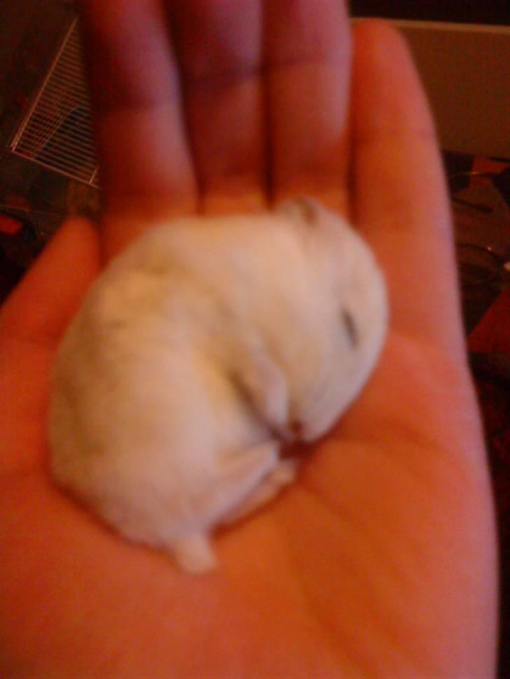 Dværghamster Paris *R.I.P.* - Den dag jeg fandt hende død :´( billede 6