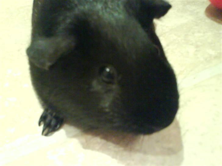 Marsvin Tomle - <3 billede 1