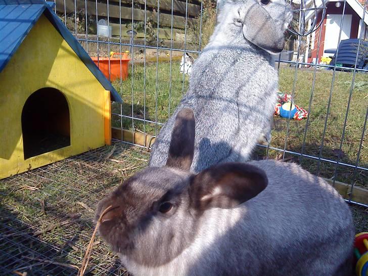 Kanin Piv - i sommers i sommer buret billede 2