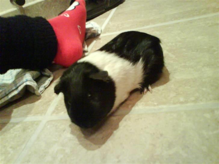 Marsvin Tomle - <3 billede 2