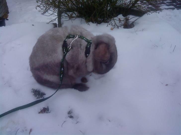 Kanin Piv - de var lige en lille tur ude i sneen :P  billede 3