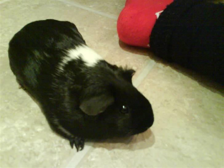 Marsvin Tomle - <3 billede 3