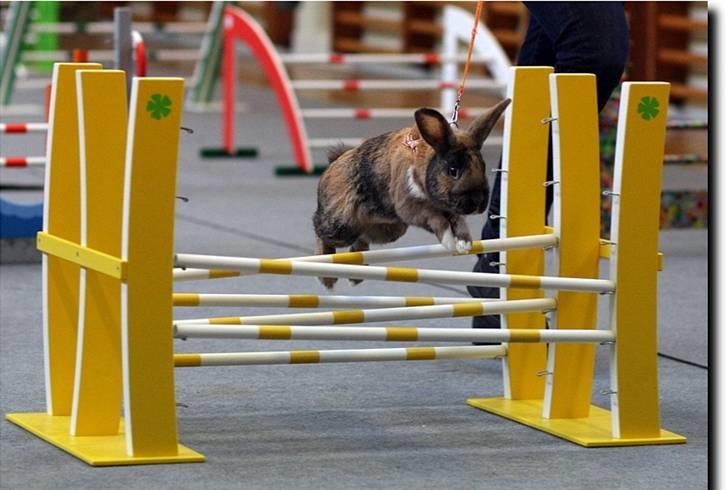 Kanin Rubin´s † Blobber†  billede 1