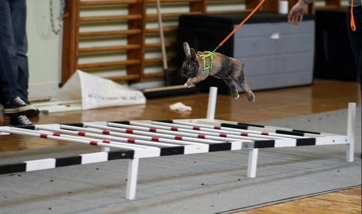 Kanin Rubin´s † Blobber†  billede 2