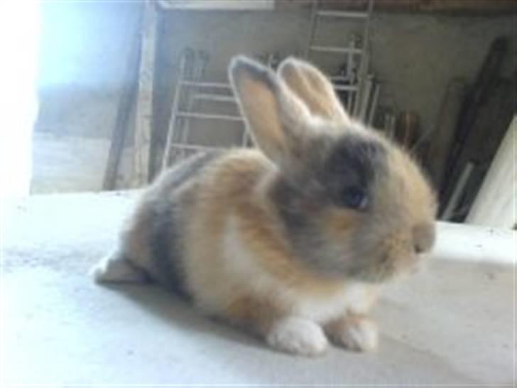 Kanin Rubin´s † Blobber†  billede 3