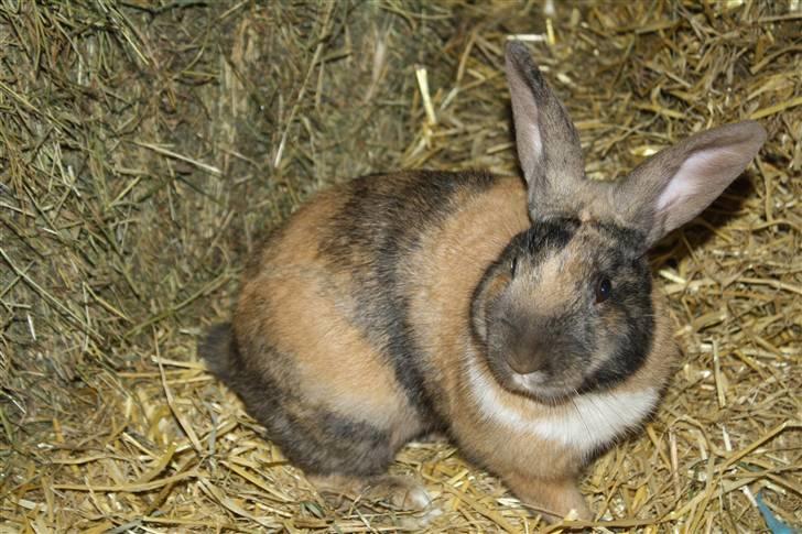 Kanin Rubin´s † Blobber†  billede 4