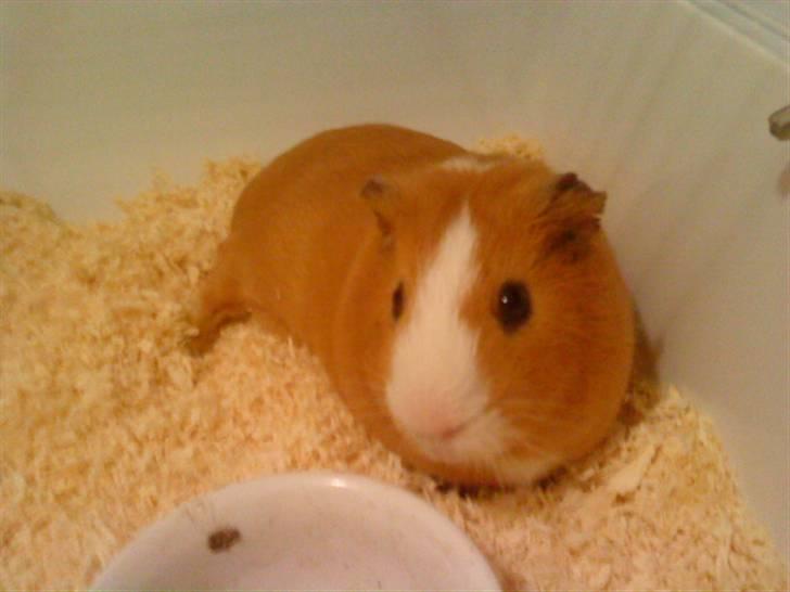 Marsvin Tarzan<3 - Jeg tar lige en slapper :) billede 1