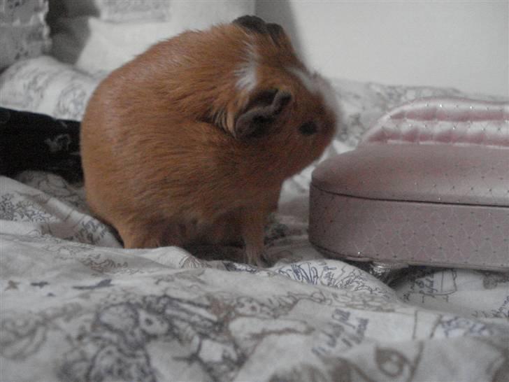 Marsvin Tarzan<3 billede 2