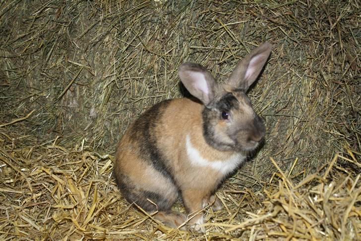 Kanin Rubin´s † Blobber†  billede 5