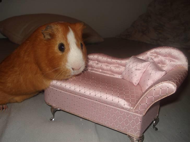 Marsvin Tarzan<3 billede 3