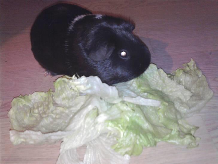 Marsvin Tomle - <3 billede 4