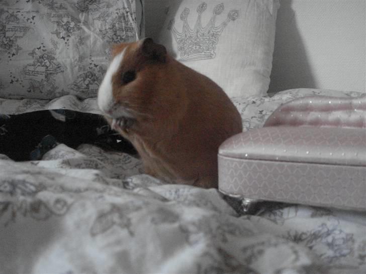 Marsvin Tarzan<3 - Jeg ligner et egern<3 billede 4