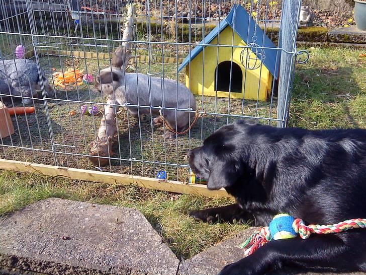 Kanin Piv - Piv tager et lille hop i-mens tessa kikker på ´xD billede 7