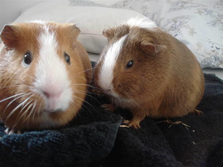 Marsvin Tarzan<3 - Her er Tarzan sammen med sin kæreste Perle :) Dagen før hun fødte<3 billede 5