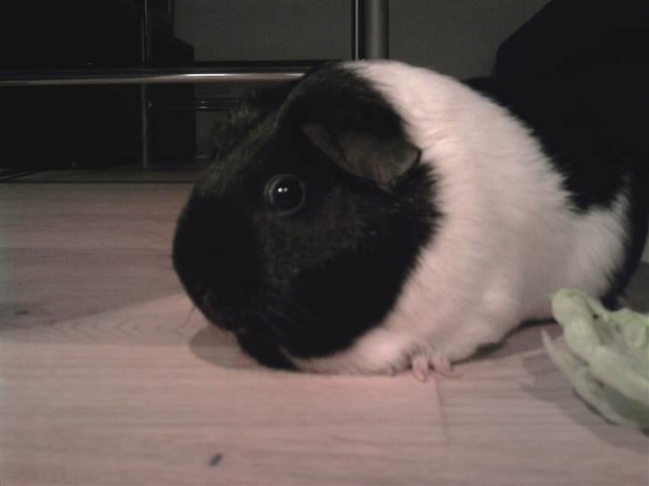 Marsvin Tomle - <3 billede 5