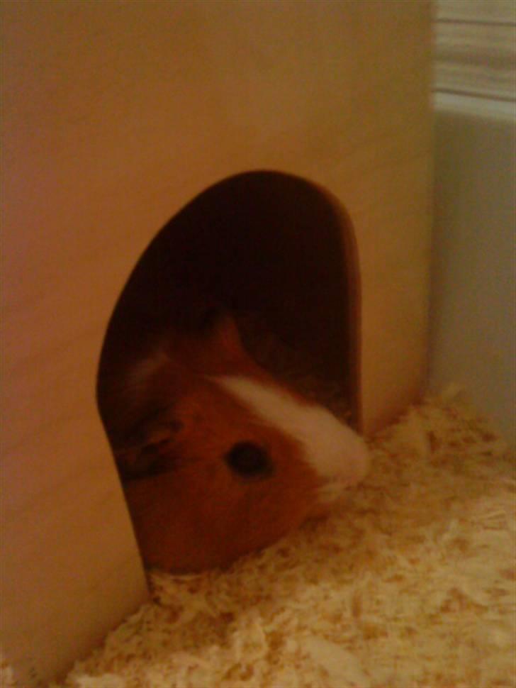 Marsvin Tarzan<3 billede 6