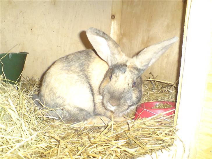 Kanin Rubin´s † Blobber†  billede 6