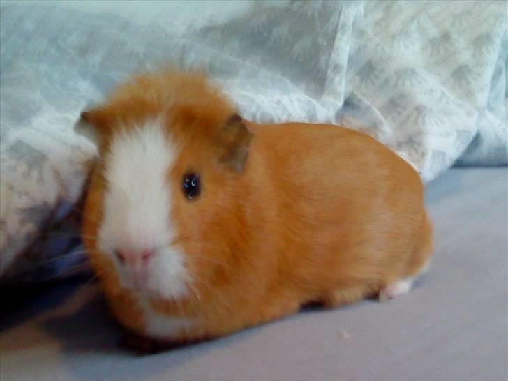 Marsvin Tarzan<3 - Charme, selvtillid og lækkert hår :) billede 7