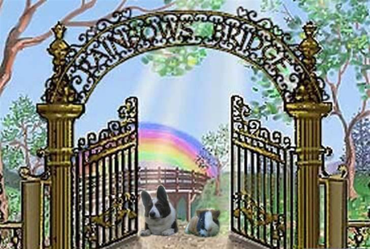 Marsvin Mico 2001-2007 - Buster og Mico sidder og venter billede 19