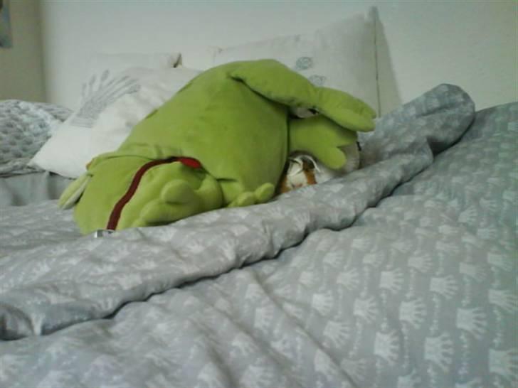 Marsvin Tarzan<3 - Kan i finde mig? billede 8