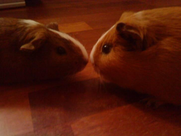 Marsvin Tarzan<3 - Her kysser Tarzan med sin kæreste Perle :) billede 9