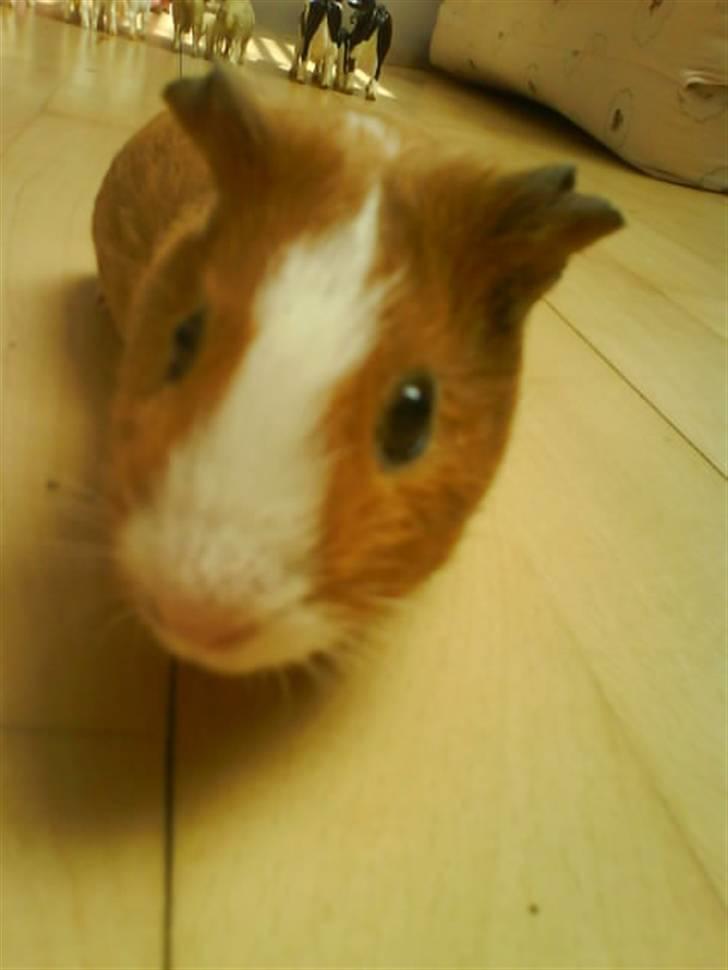 Marsvin Tarzan<3 - Det var den dag jeg fik ham, en lille unge på 10 uger :´) billede 10