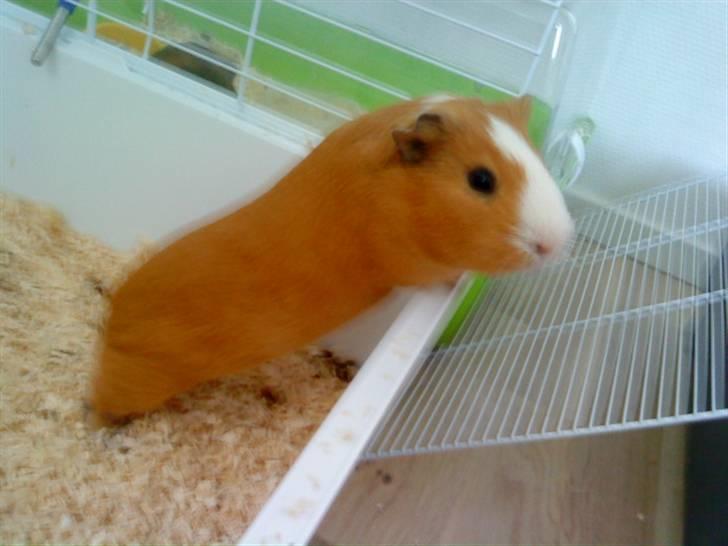 Marsvin Tarzan<3 - Tarzan vil vidst gerne ud :) billede 11