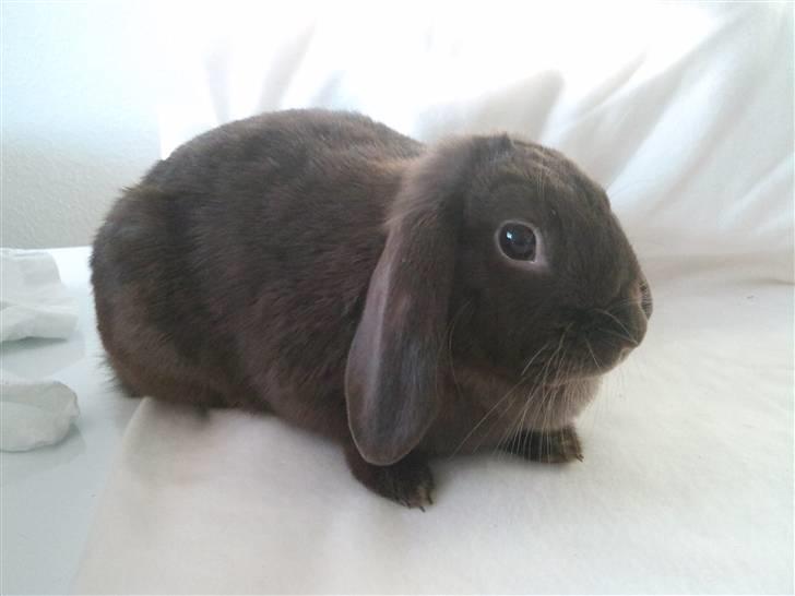 Kanin Møllegårdens Daisy - Velkommen til Daisy´s profil :) billede 1