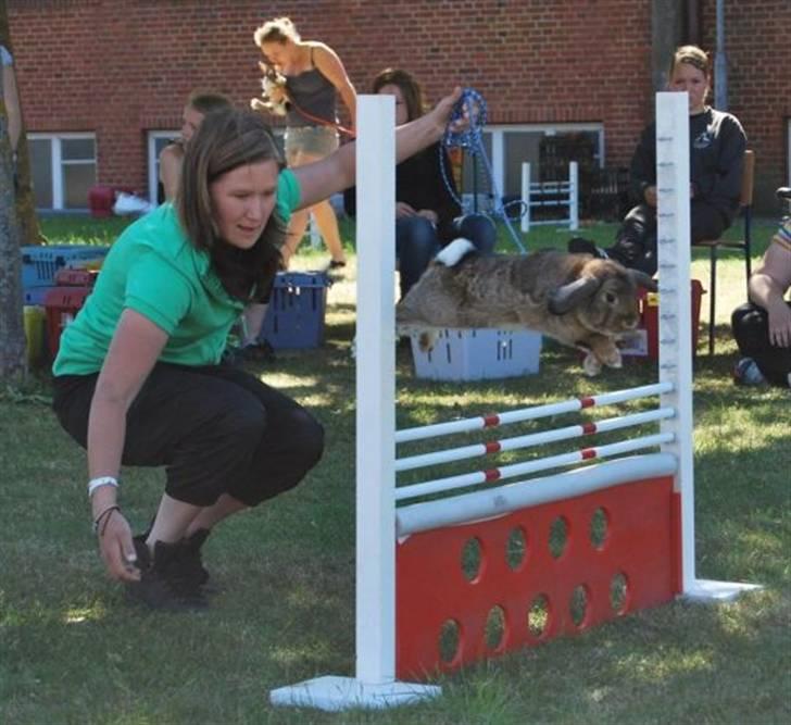 Kanin Nakupenda Sunberry billede 1