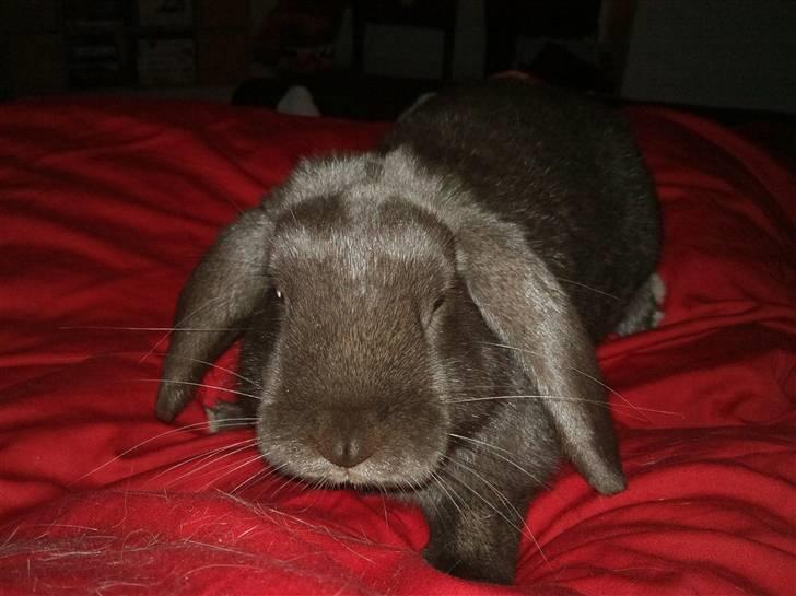 Kanin Møllegårdens Daisy billede 2