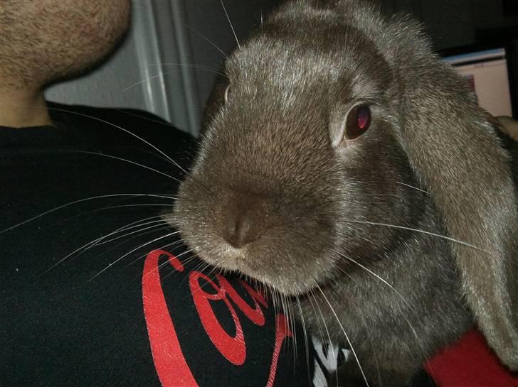 Kanin Møllegårdens Daisy billede 3