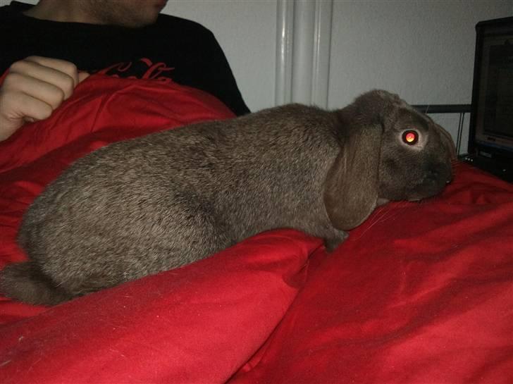 Kanin Møllegårdens Daisy billede 4