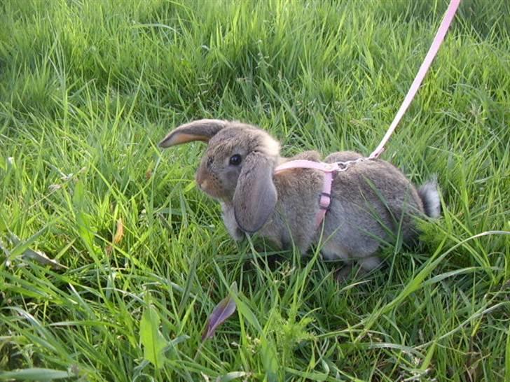 Kanin Nakupenda Sunberry billede 3