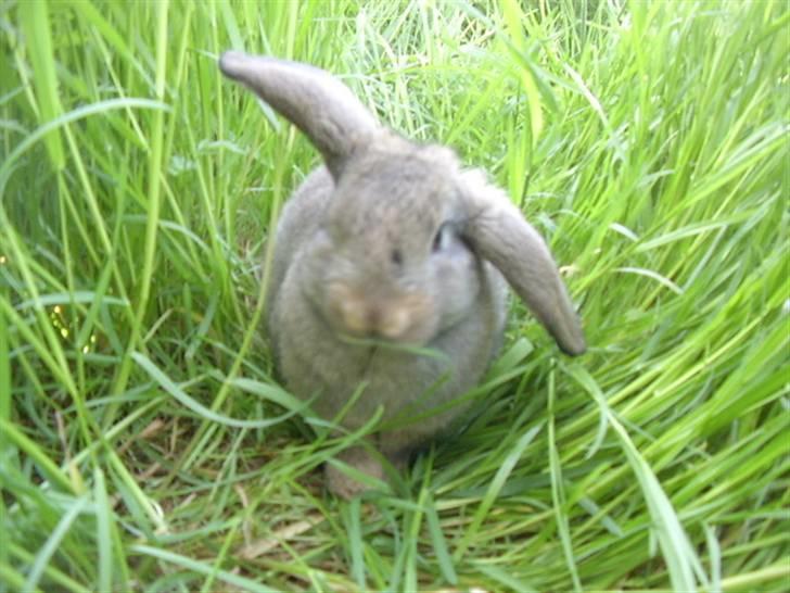 Kanin Nakupenda Sunberry billede 4