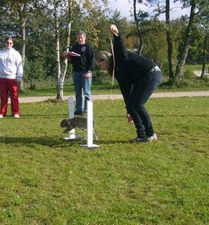 Kanin Nakupenda Sunberry billede 5