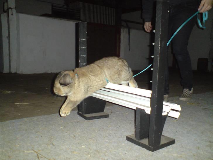 Kanin Nakupenda Sunberry billede 6